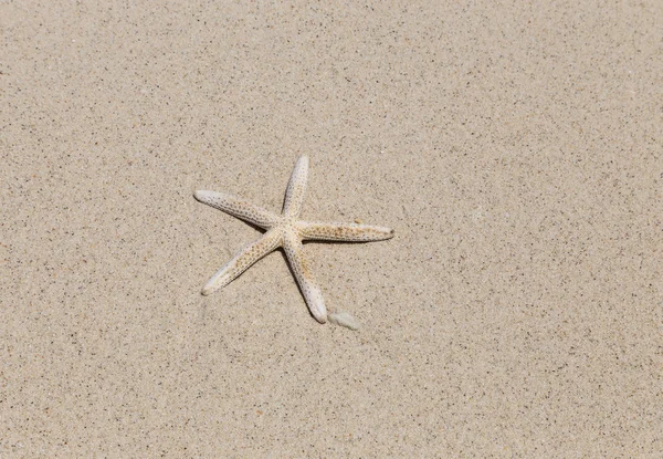 Звезды на песчаном пляже — стоковое фото