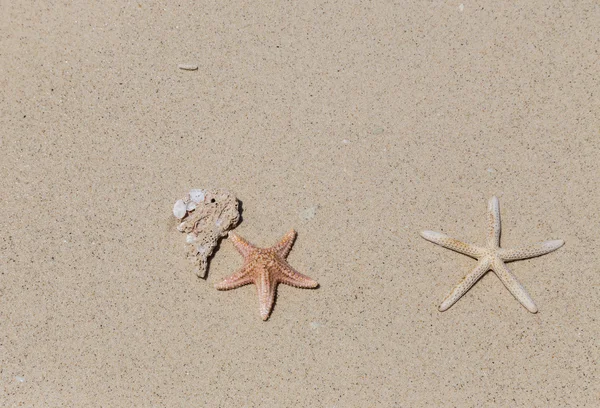 Starfishs on sandy beach — Stock Photo, Image