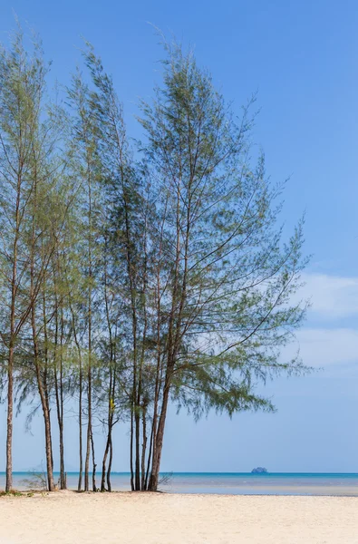 松树 （麻黄） 热带海滩上 — 图库照片