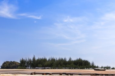 çam ağacı (Casuarina equisetifolia) tropikal plaj