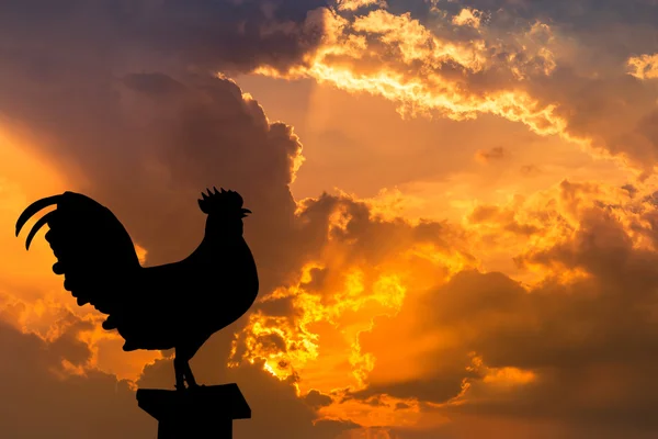 Silueta de gallo cuervo de pie en la madrugada — Foto de Stock