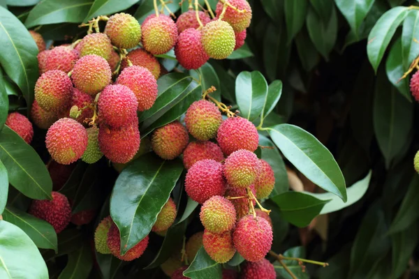 Färska litchi frukt på träd — Stockfoto