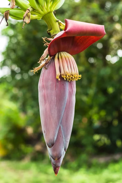 ツリーにピンクのバナナの花 — ストック写真