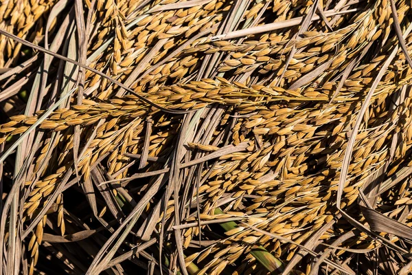 Orecchio secco di riso e foglia secca — Foto Stock