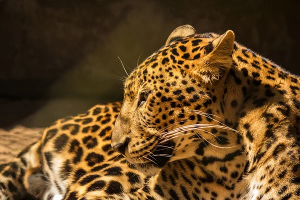 Леопардовая пантера отдыхает расслабиться — стоковое фото