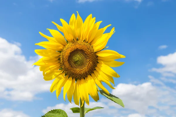 Gele zonnebloem bloeien — Stockfoto