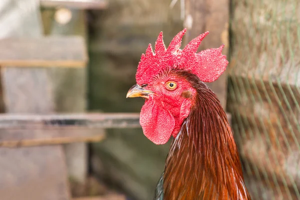 Kohout hlavu s červeným hřeben — Stock fotografie