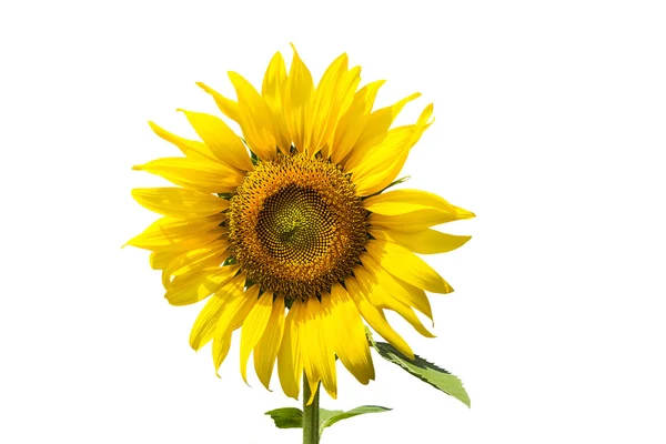 Yellow sunflower blooming — Stock Photo, Image