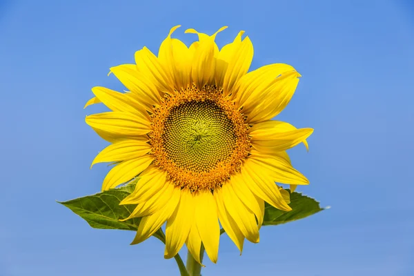 Gele zonnebloem bloeien — Stockfoto