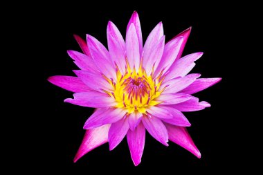 pembe lotus çiçek