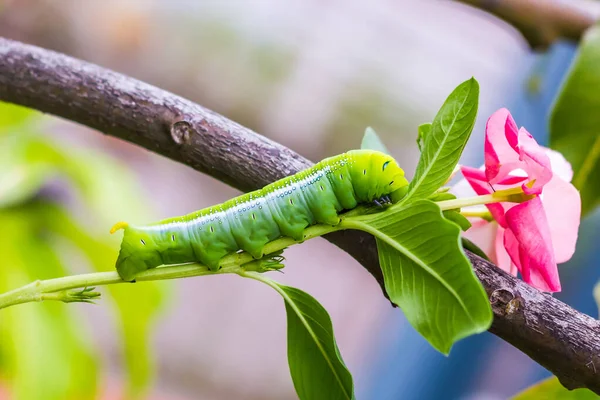 Oruga Gusano Verde Grande Gusano Verde Gigante Con Rayas Blancas —  Fotos de Stock