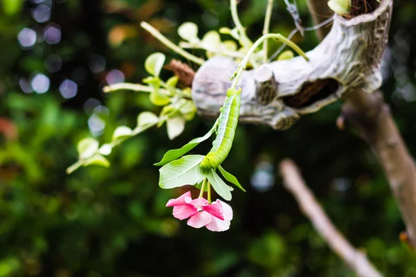 キャタピラー 大きな緑の虫 白い縞のある巨大な緑の虫頭の近くにパターンがあります庭の背景の緑の葉に大きな目のように見えます — ストック写真