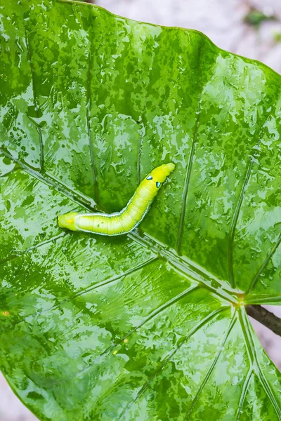 Caterpillar, Big green worm, Giant green worm with white stripes on the side there is a pattern near the header looks like big eyes on the green leaf in the garden background.