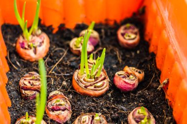 Taze soğanlar vitamin, mineral ve doğal bileşik el bakımından zengindir. Doğal arka planda, tarımda, büyüyen bitkilerde filizlenen yavru bitkileri besleyip sularlar..