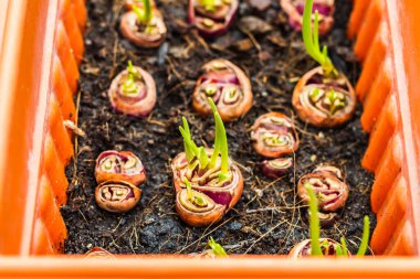 Taze soğanlar vitamin, mineral ve doğal bileşik el bakımından zengindir. Doğal arka planda, tarımda, büyüyen bitkilerde filizlenen yavru bitkileri besleyip sularlar..