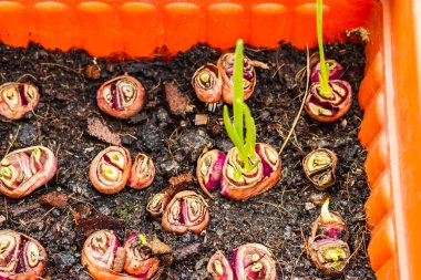 Taze soğanlar vitamin, mineral ve doğal bileşik el bakımından zengindir. Doğal arka planda, tarımda, büyüyen bitkilerde filizlenen yavru bitkileri besleyip sularlar..