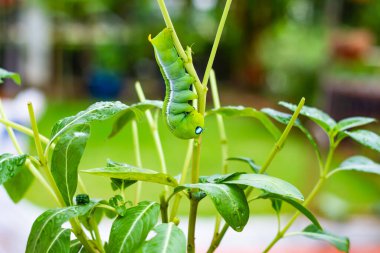 Büyük yeşil solucan hayvanlar ya da Tırtıl solucanları ya da yeşil yapraklı solucanlar doğa ve çevrede, kapatın