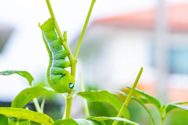 Büyük yeşil solucan hayvanlar ya da Tırtıl solucanları ya da yeşil yapraklı solucanlar doğa ve çevrede, kapatın
