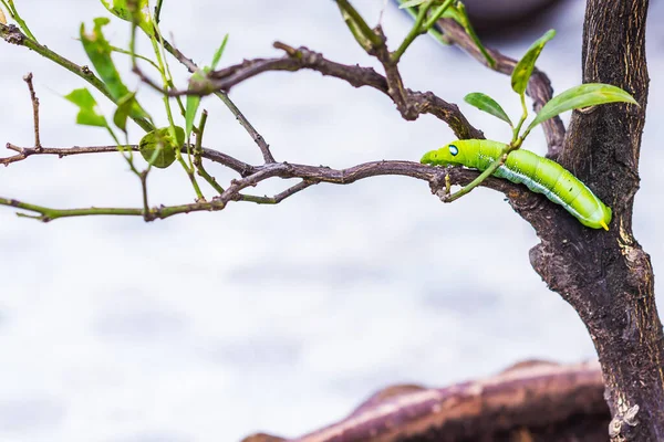 Oruga Gusano Verde Grande Gusano Verde Gigante Con Rayas Blancas —  Fotos de Stock