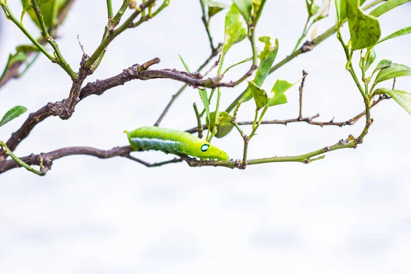 Oruga Gusano Verde Grande Gusano Verde Gigante Con Rayas Blancas —  Fotos de Stock