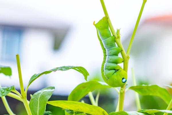 Великі Зелені Черв Яки Або Caterpillar Черв Або Daphnis Neri — стокове фото