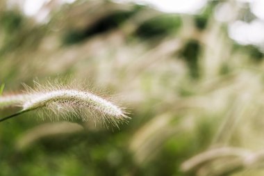 Çimen çiçeği gün batımında, dağ manzarası yeşil doğada, sarı çiçek çimi güneş ışığına çarpar.