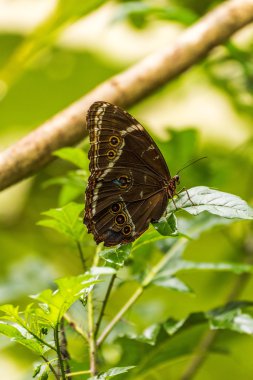 Yeşil yaprak üzerinde tünemiş Achilles Morfo kelebek