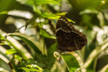 Achilles Morfo kelebek alacalı yaprak üzerinde tünemiş