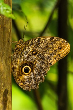 Dikey olarak ahşap direğe tünemiş Achilles Morfo
