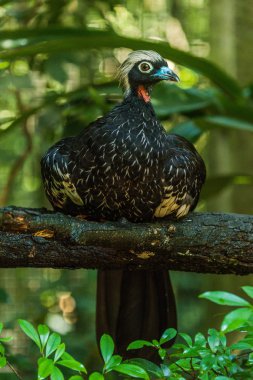 Black-fronted piping-guan perched on branch above leaves clipart