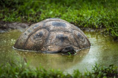 Çamurlu havuzda wallowing Galapagos dev kaplumbağa