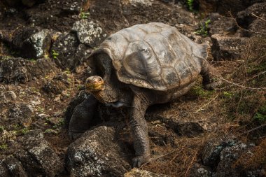 Galapagos dev kaplumbağa kayalık yamaç tırmanma