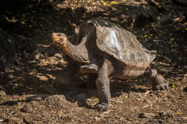 Galapagos dev kaplumbağa kaldırdı kafa ile
