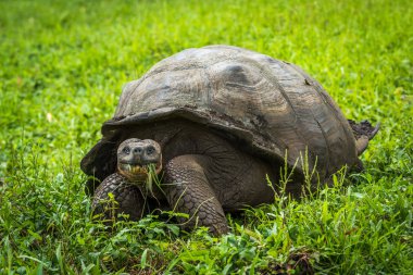Galapagos dev kaplumbağa alanında çim yeme