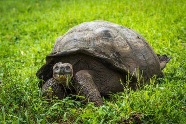 Galapagos giant tortoise eating grass in field clipart