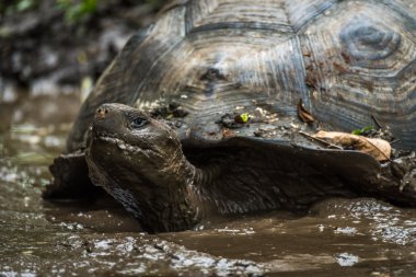 Çamurlu su birikintisi içinde wallowing Galapagos dev kaplumbağa