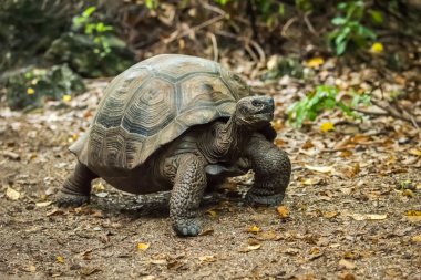 Galapagos giant tortoise walking along gravel path clipart