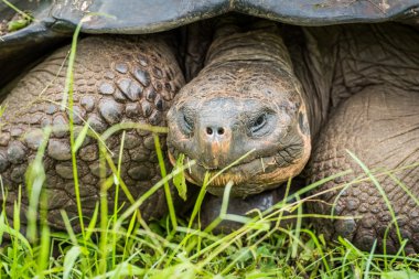 Galapagos dev kaplumbağa önü Close-Up