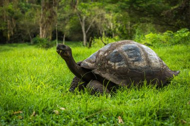 Galapagos dev kaplumbağa ormanda çim yeme