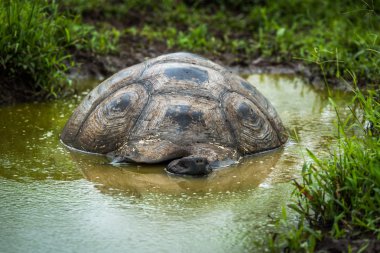 Galapagos dev kaplumbağa sığ havuz yalan