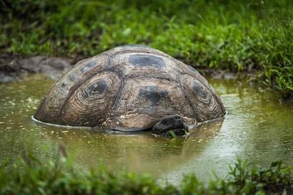 Galapagos giant tortoise wallowing in muddy pool — Stock Photo, Image