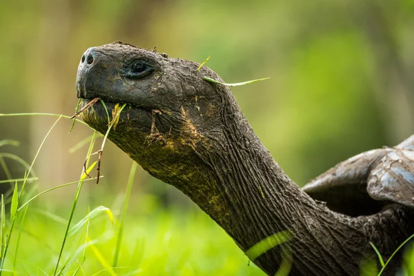 Close-up of head of Galapagos giant tortoise — Stock Photo, Image