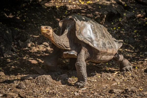 Galapagos dev kaplumbağa kaldırdı kafa ile — Stok fotoğraf