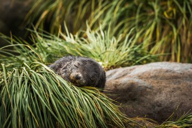 Antarctic fur seal pup asleep in grass clipart