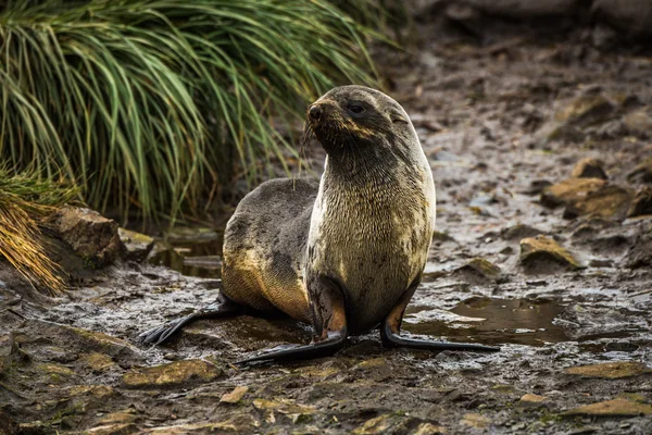 Antarktisk pälssäl på våta stenig flodbädd — Stockfoto