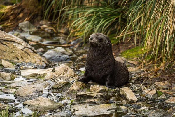 Cucciolo di foca pelo antartico seduto nel letto del fiume — Foto Stock