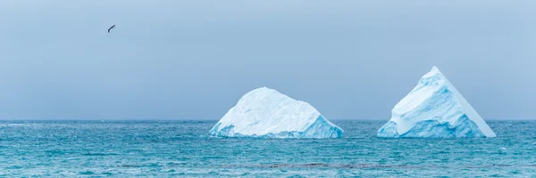 Pássaro voando após dois icebergs no mar — Fotografia de Stock