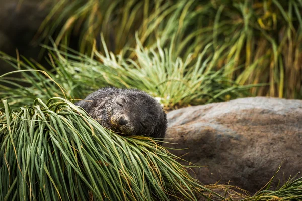 Cachorro de foca de piel antártica dormido en hierba — Foto de Stock