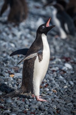 Adelie penguin squawking on grey shingle beach clipart