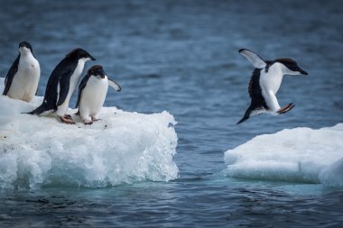 Adelie penguin jumping between two ice floes clipart